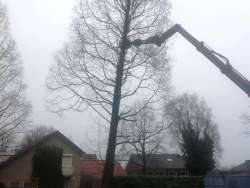 rooien ,kappen van bomen in Helvoirt